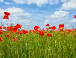 The Poppy Fields by Nikki Erlick Book Review