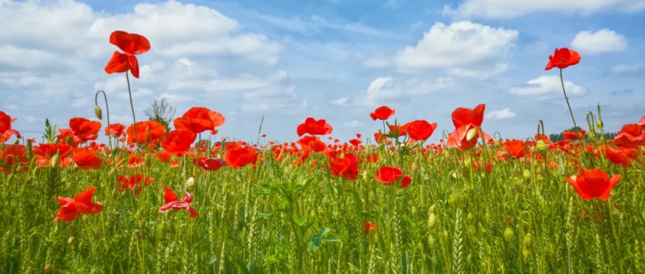 The Poppy Fields by Nikki Erlick Book Review