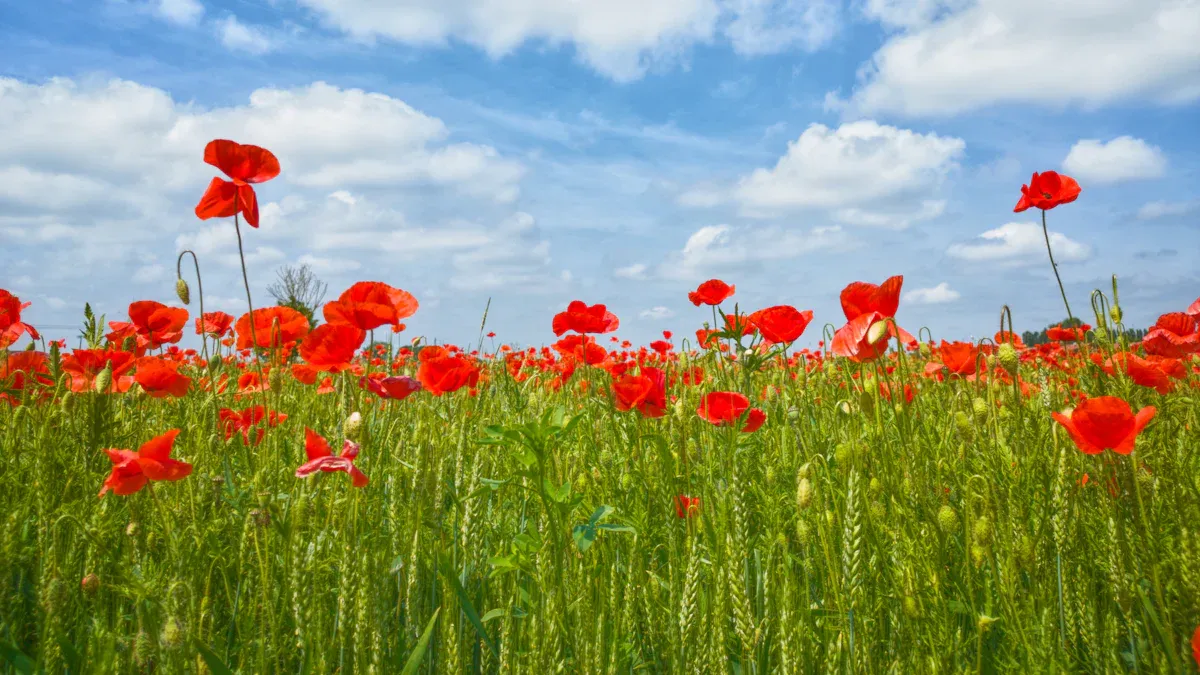 The Poppy Fields by Nikki Erlick Book Review