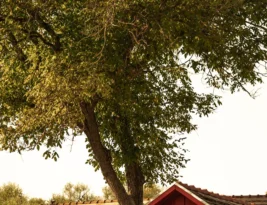 The Farmhouse by Chelsea Conradt Book Review