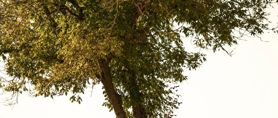 The Farmhouse by Chelsea Conradt Book Review