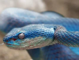 Embrace the Serpent by Sunya Mara Book Review