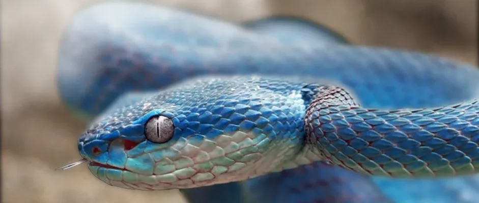 Embrace the Serpent by Sunya Mara Book Review