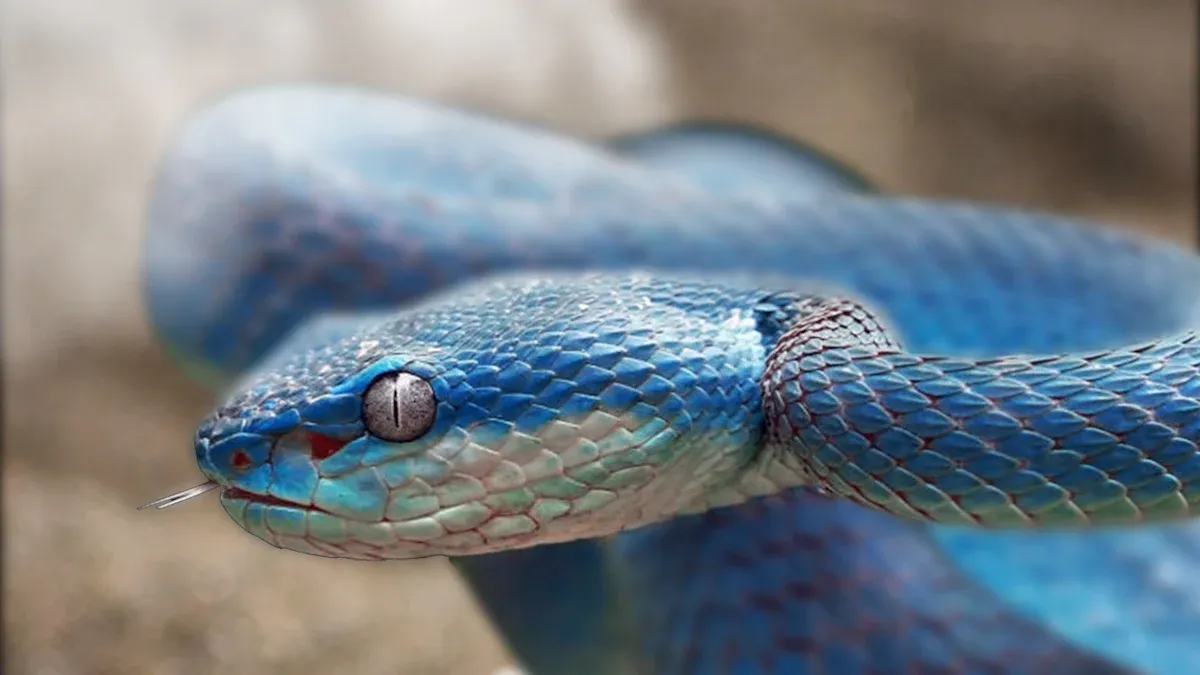 Embrace the Serpent by Sunya Mara Book Review