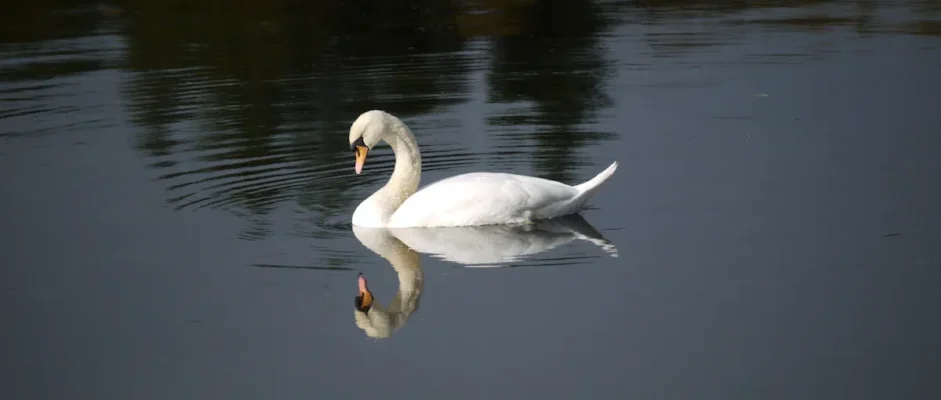 A Treachery of Swans by A.B. Poranek Book Review