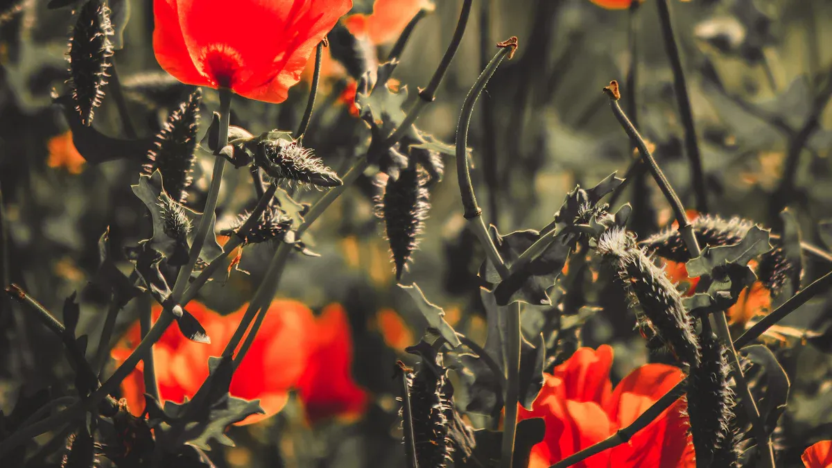 The Poppy Fields by Nikki Erlick Book Review